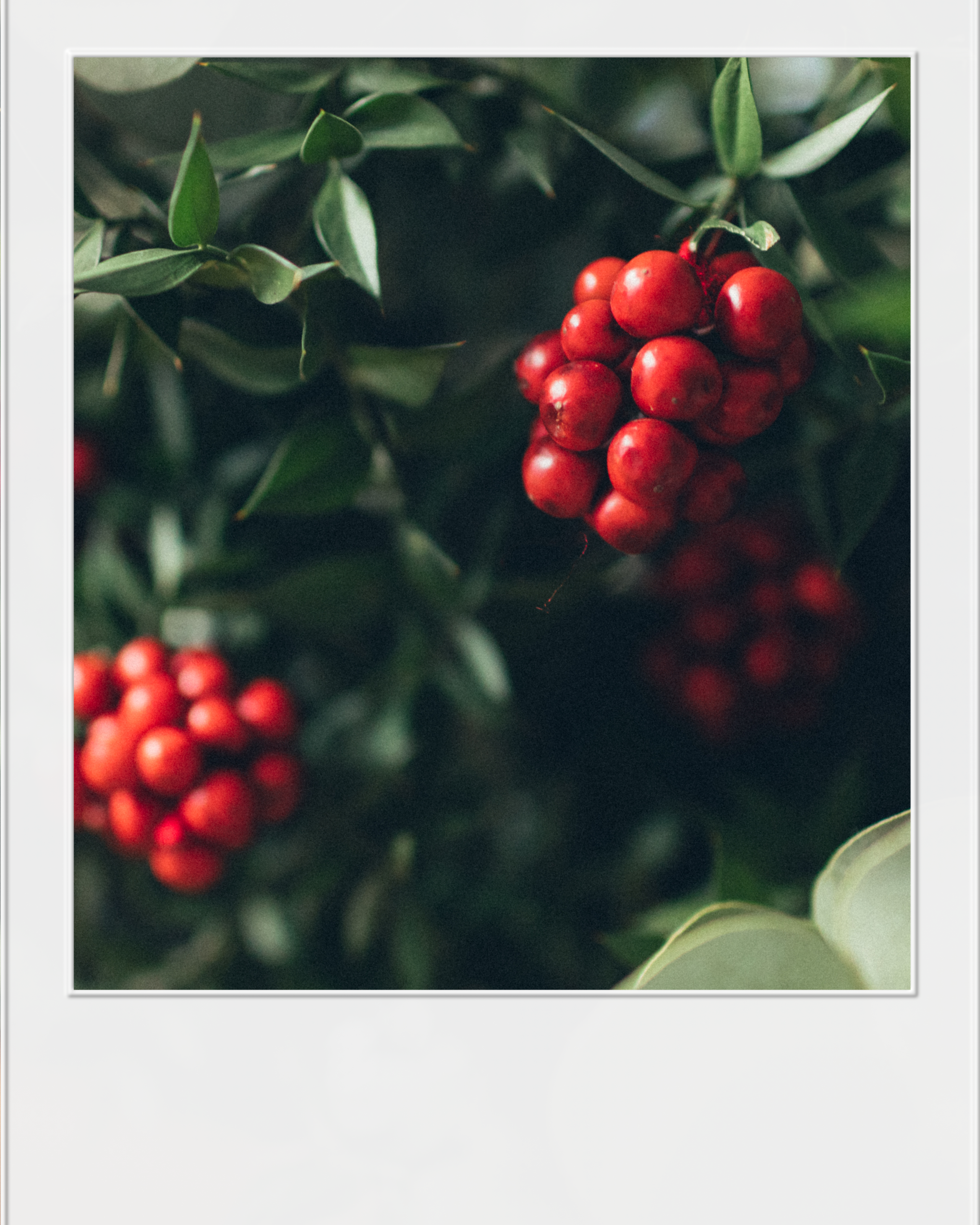 L'EXTRAIT D'AIRELLE ROUGE