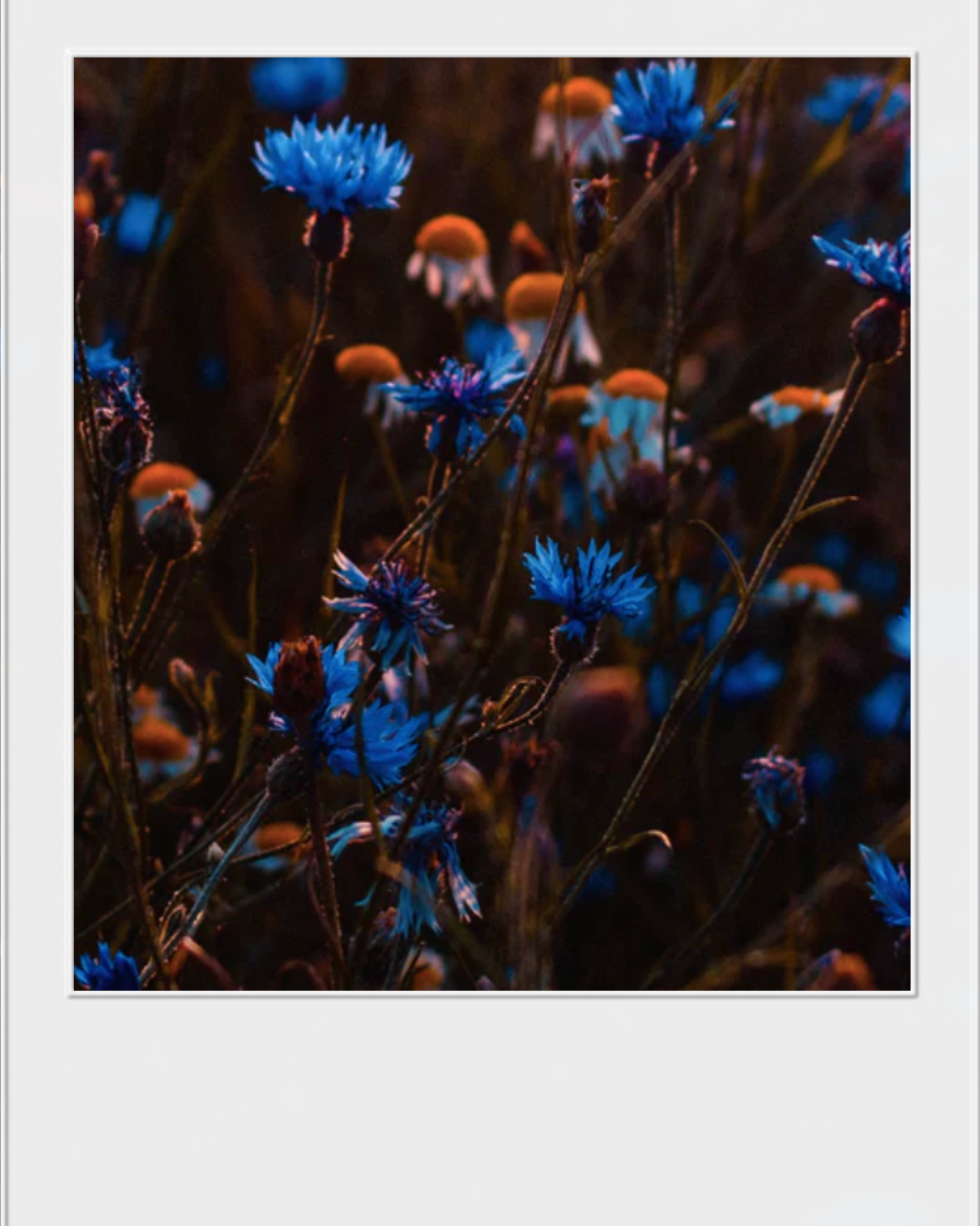 Eau Florale Bleuet